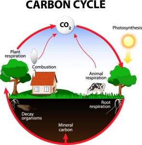 Organic farming encourages a healhy carbon cycle
