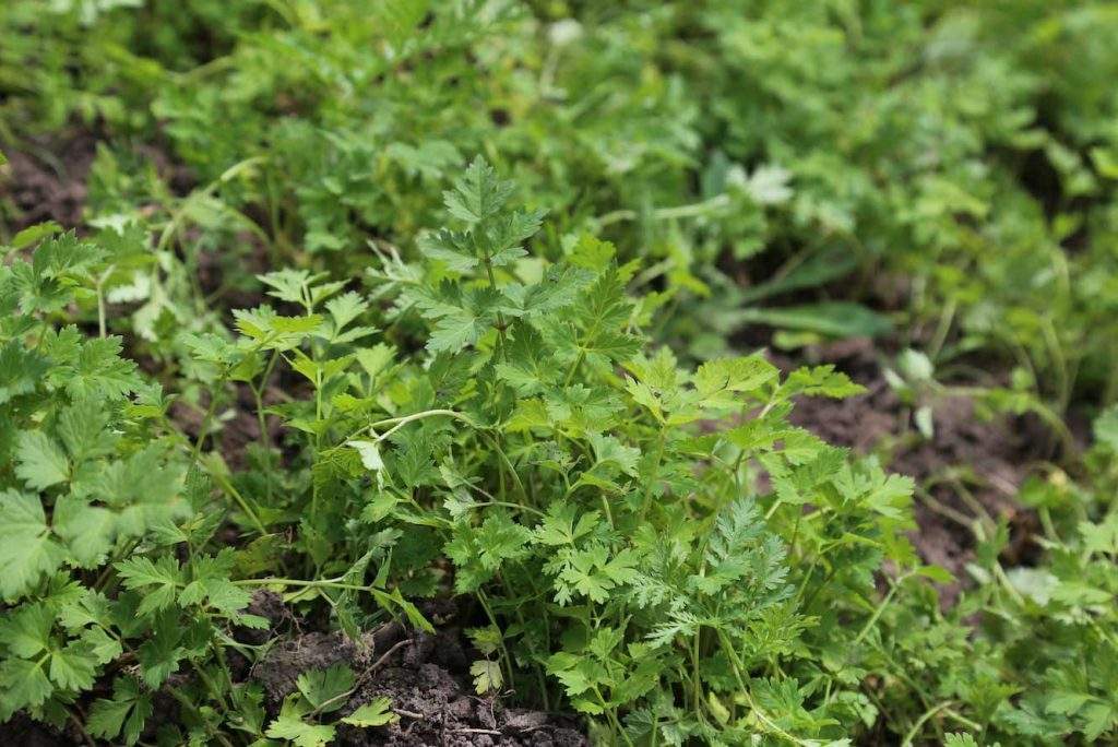 Dong Quai also known as Angelica Root is an herb that is at risk.