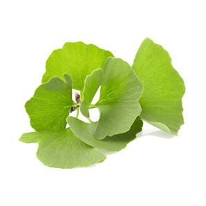 https://bravotea.com/shop/absolute-ginkgo-biloba/