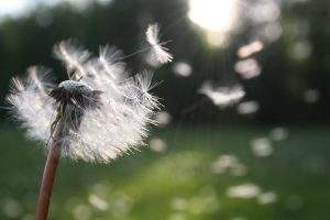 A dry dandelion shedding it's leaves