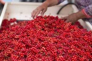 In Traditional Chinese Medicine (TCM), the herb is considered invigorating to Qi (pronounced like chee). Qi is the energy force in the body, and there are different types of it connected to different systems. It’s thought that schisandra berry can support different areas in the body according to TCM. It supports the Lung Qi, can support fluid production in the body, calms the spirit and tonifies the heart. Some applications of the fruit in TCM include treatments for fatigue, cough, breathing troubles, and even impotence issues in men. TCM herbal treatments always combine herbs to create a specific affect, and so in these cases, schisandra is not used on its own.