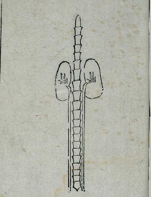 Anatomy of the kidney in ancient Chinese medicine, woodcut