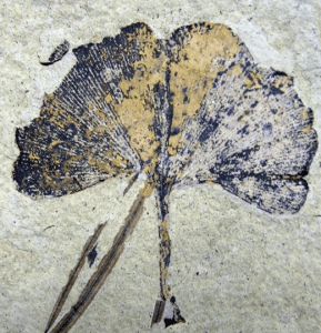 Ginkgo Biloba Leaf Fossil. Klondike Mountain Formation, Republic, Ferry County, Washington, USA, Eocene, Ypresian, 49 million years old CC BY-SA 3.0 File:Ginkgo biloba 01 SR 87-36-02 A.jpg Uploaded: 2009-09-16 01:41:02