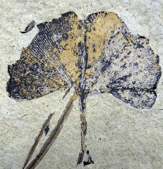 Top Benefits of Ginkgo- Humans loved ginkgo so much that they helped the plant survive for millions of years and helped prevent its extinction. Ginkgo leaves and the seeds or nuts that fall to the ground in fall are the parts of the tree used as remedies and food.Ginkgo Biloba Leaf Fossil. Klondike Mountain Formation, Republic, Ferry County, Washington, USA, Eocene, Ypresian, 49 million years old CC BY-SA 3.0 File:Ginkgo biloba 01 SR 87-36-02 A.jpg Uploaded: 2009-09-16 01:41:02
