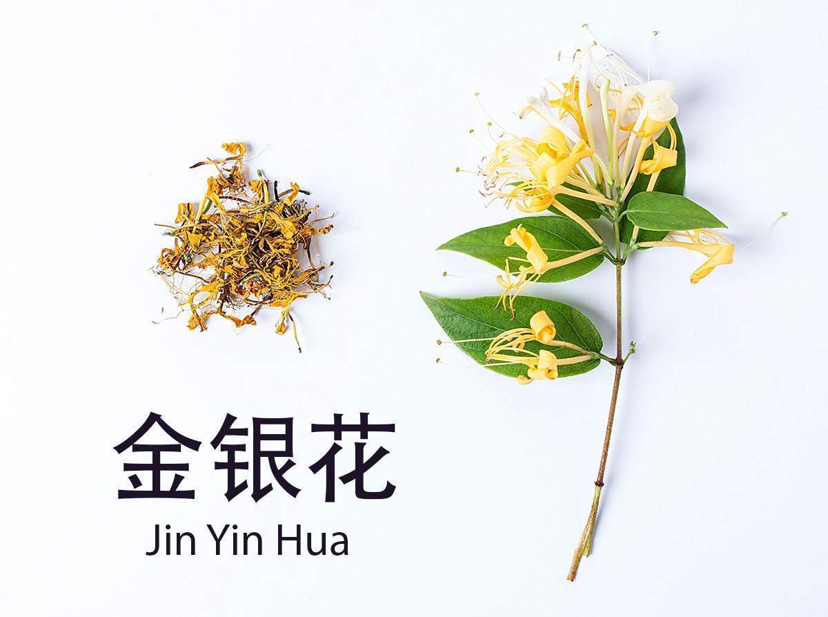 All herbs have different temperature properties in TCM. Due to its cooling nature, it’s good for clearing excessive heat and forcing out pathogens. Overall, honeysuckle is a great for balancing Yin and Yang in the body. It’s a go to for cold and flu season.