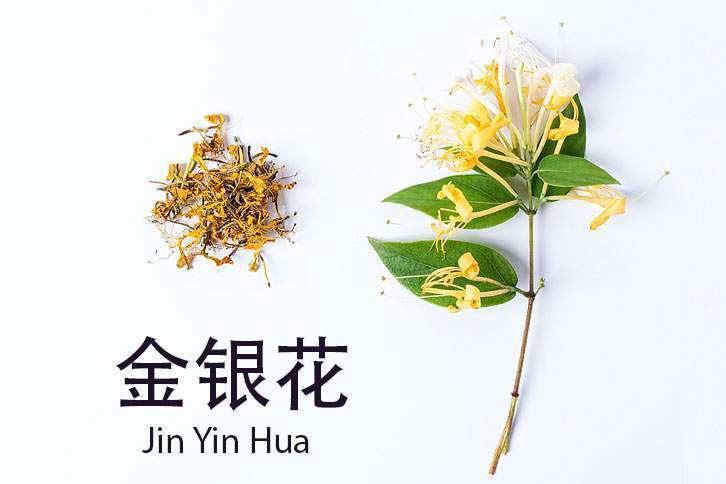 Jin Bo (Gold leaves) in Chinese Medicine