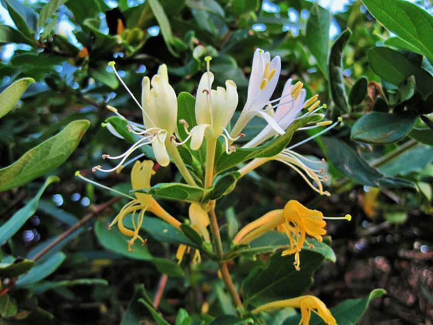 In Traditional Chinese Medicine, another name for honeysuckle is Jin Yin Hua, which means “golden silver flower". It has cooling properties, making it perfect for clearing “heat” and relieving toxicity. Heat, in TCM, is either a deficiency in Yin, or an excess of Yang. Both of which cause imbalance in the body, and can cause health problems.