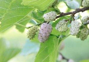 White Mulberry is just one herb that can go into Herbal Teas for Stress relief