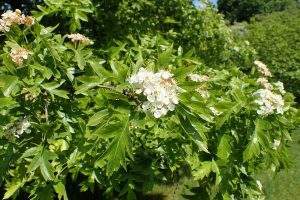Although Hawthorn is a widely used folk ingredient, it’s only now beginning to gain popularity in North America has an herbal remedy. Hawthorn berries are loaded with nutrition and even scientists have been interested in better understanding their benefits.