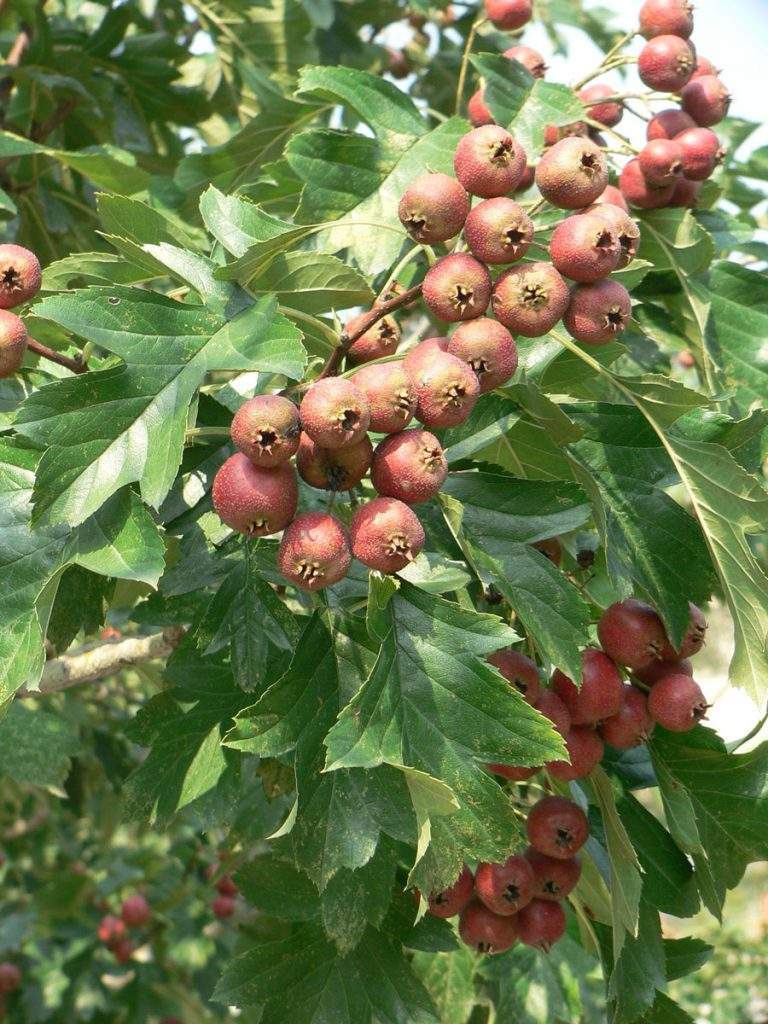 Top Benefits of Hawthorn Berry Tea-Hawthorn berries are called Shānzhā (山查) in Chinese. Shānzhā is used to soothe digestive issues in traditional Chinese Herbalism. As a warming herb, hawthorn can help people with excess Yin energy. It’s categorized as a sweet herb, making it useful for replenishing Blood and Qi in the body.  In Traditional Chinese Medicine, all herbs are associated with specific organs and energy centers (called meridians) according to their flavor profile. Hawthorn is interesting because it can have effects on a few different organs. It’s associated with the liver, spleen, and the heart.