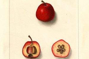 tudies have shown that hawthorn had benefits for healthy blood cholesterol levels and cardioprotective properties. The polyphenolic compounds and triterpene acids are the highlighted antioxidants for heart health. Other benefits that the complex antioxidants of hawthorn include healthy blood sugar levels, benefits for asthma, and even for age defying benefits for skin.