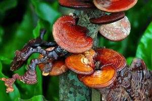With its smooth and glossy, dark red outer skin, it’s no wonder that reishi was named “lucidus”, which means shiny or brilliant in Latin. The “Ganoderma” comes from its place in the world of mushrooms as part of the Ganodermataceae family. The taxonomy and naming of the Ganoderma genus by European biologists prior to 1821 varied as researchers debated the best ways to categorize the mushrooms. Similar mushrooms and those of different branches of the same family also caused confusion for early European biologists which lead to older records of the species having different names.