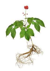 Panax ginseng can be found in archeological records, classic medicinal texts, and spread across the world over a few thousand years. In addition to it's popularity as a healthy natural supplement, other common uses of the ingredient include dyes, cosmetics, and beverages. The name “panax” ( the name of the genus ) comes from the Greek word for “all”, and axos which means “medicine”. The name ginseng is the English version of the Chinese word for the herb “rénshēn”.