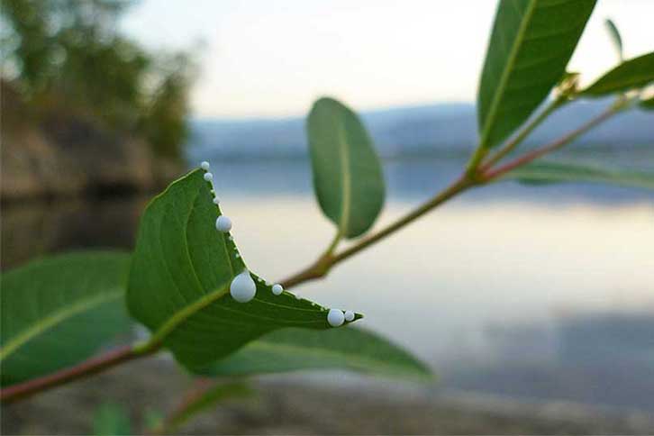 Apocynum leaf is one of the lesser-known herbs originating in Asia, especially in North America. Its use has been limited to folk remedies and as a healthy tea drink for many years but now is becoming a popular ingredient in herbal formulas. Scientists in the West and across Asia are also looking at the possible health benefits of apcoynum venetum leaf.