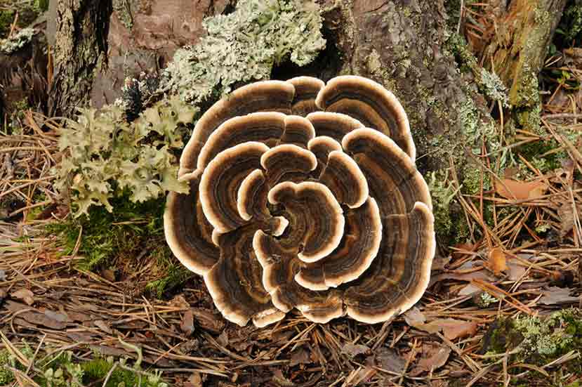 ne of the reasons mushrooms have exploded in popularity in recent years is their impressive and unique nutrition. The main components of coriolus are carbohydrates, minerals, and vitamins. As we will see in some of the recent scientific research below, polysaccharides are one of the top carbohydrates responsible for many of the amazing reported health benefits of coriolus mushrooms. Polysaccharopeptides- (often abbreviated to PSP) and the polysaccharopeptide krestin (PSK) are two of the best-known and often most biologically active polysaccharides seen in research surrounding the health benefits coriolus mushrooms.