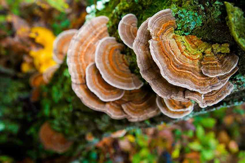 Coriolus or Turkey Tail Mushrooms are an unexpected source of rich nutrition.
