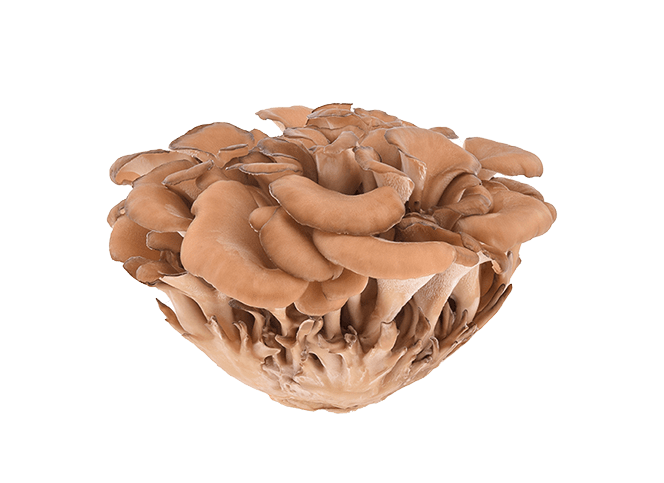 Treasured in Asia for its nourishing properties, maitake is thought to invigorate and fortify the body’s natural processes. Maitake was so valuable during the feudal ages in Japan that the mushrooms were used as money or exchanged for silver. Enrich your day with a Maitake break.