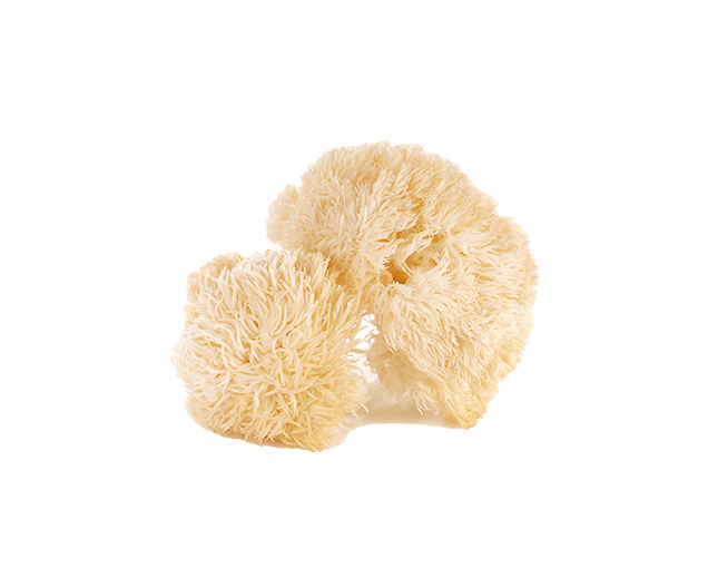 Lion’s Mane is a rare, beautiful organism native to North America and Europe. Rich with nutrition that is unlocked when cooked, Lion’s Mane is the perfect companion for caffeine-free focus.