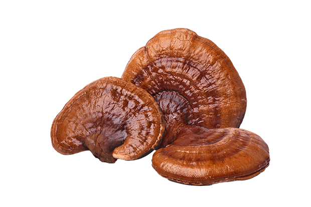 Reishi has been hailed as “the mushroom of immortality” and “the medicine of kings” since ancient times. Reishi was so rare that only Chinese nobility had access to the mushroom before it became cultivated. Make reishi tea your daily ritual for balanced days and relaxed nights.