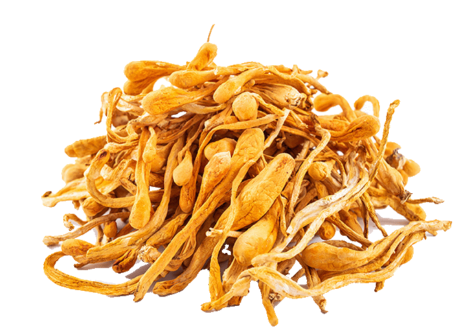 With humble beginnings as a Himalayan folk remedy, Cordyceps is now world renowned for its unique benefits. Treasured in both herbalism and culinary traditions with its pleasant savory flavor, Cordyceps tea will stimulate your taste buds.