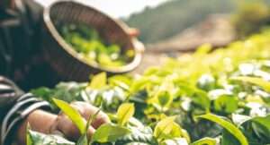 Bravo Tea_Certified Organic Teas_ What’s Behind the Label_