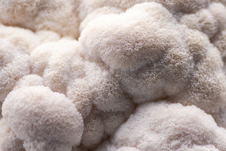 A pile of lion's mane mushrooms. One study showed positive results in cell viability and an increase of the release of protective compounds.