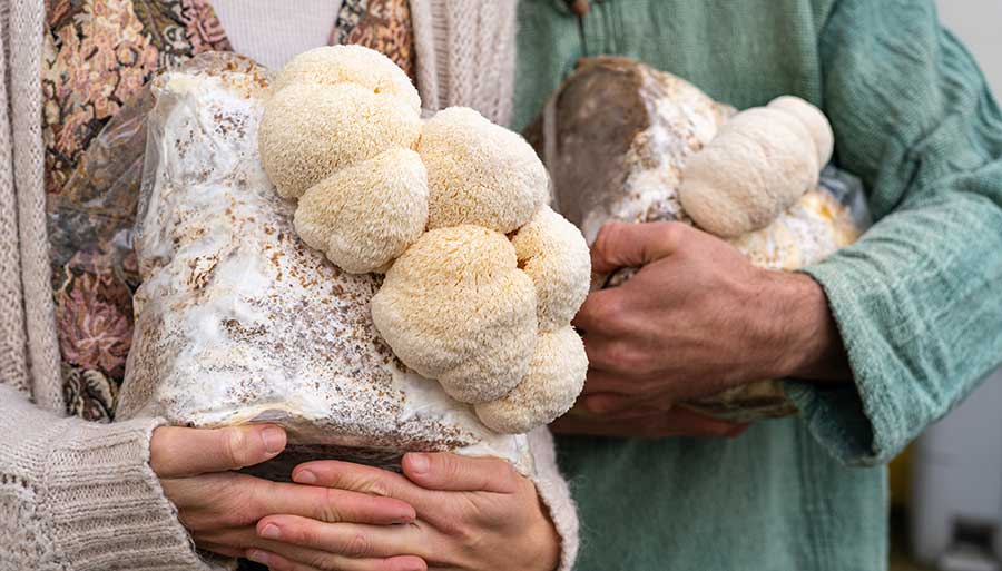 lion's mane mushroom growing on logs held by two people.Lion’s mane stands out as one of the most nutritious mushrooms. In fact, it even stands out in all the natural world because of its ability to biosynthesize around 70 different secondary metabolites!