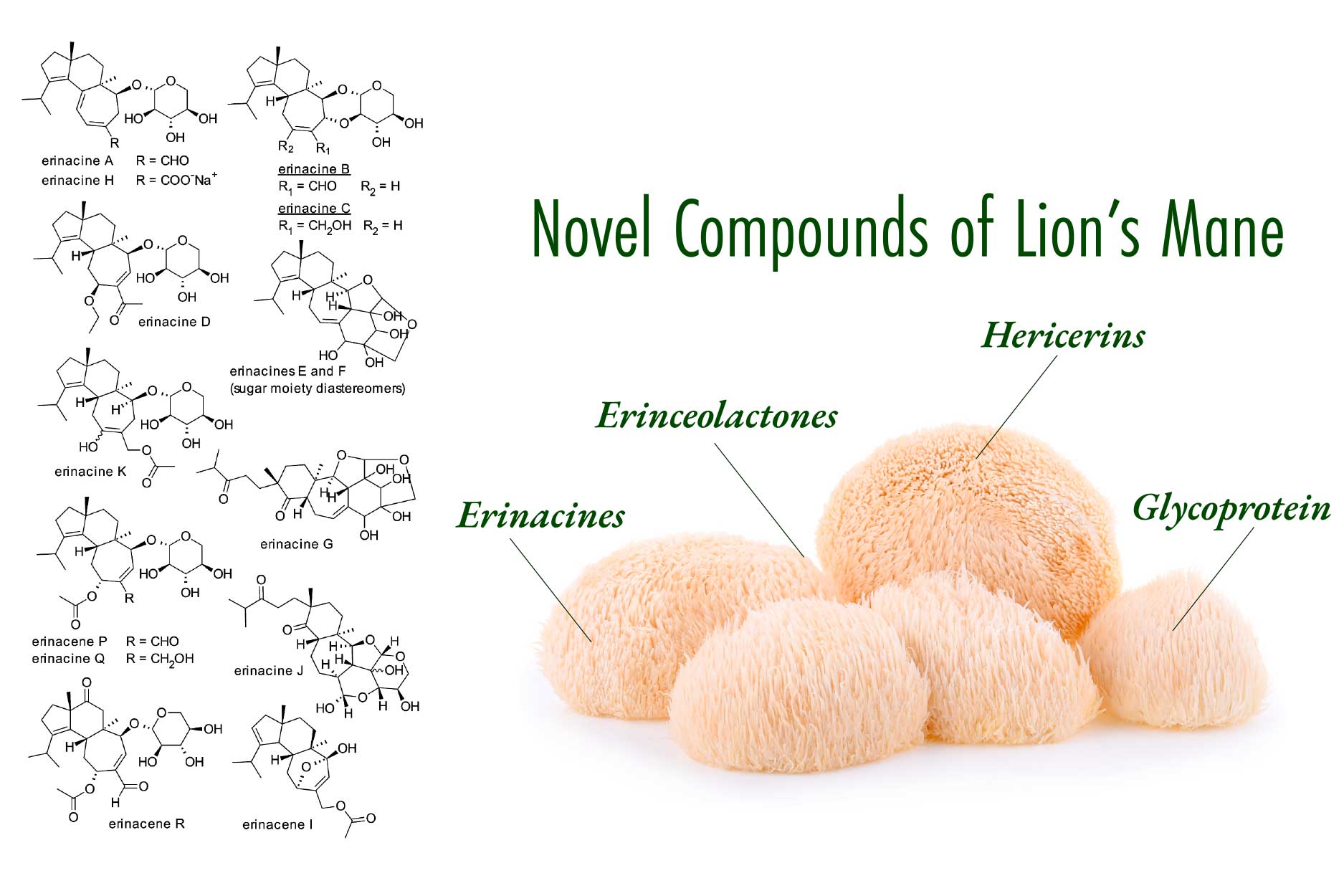 a group of lion's mane mushrooms and some of the novel compounds found in the species. 