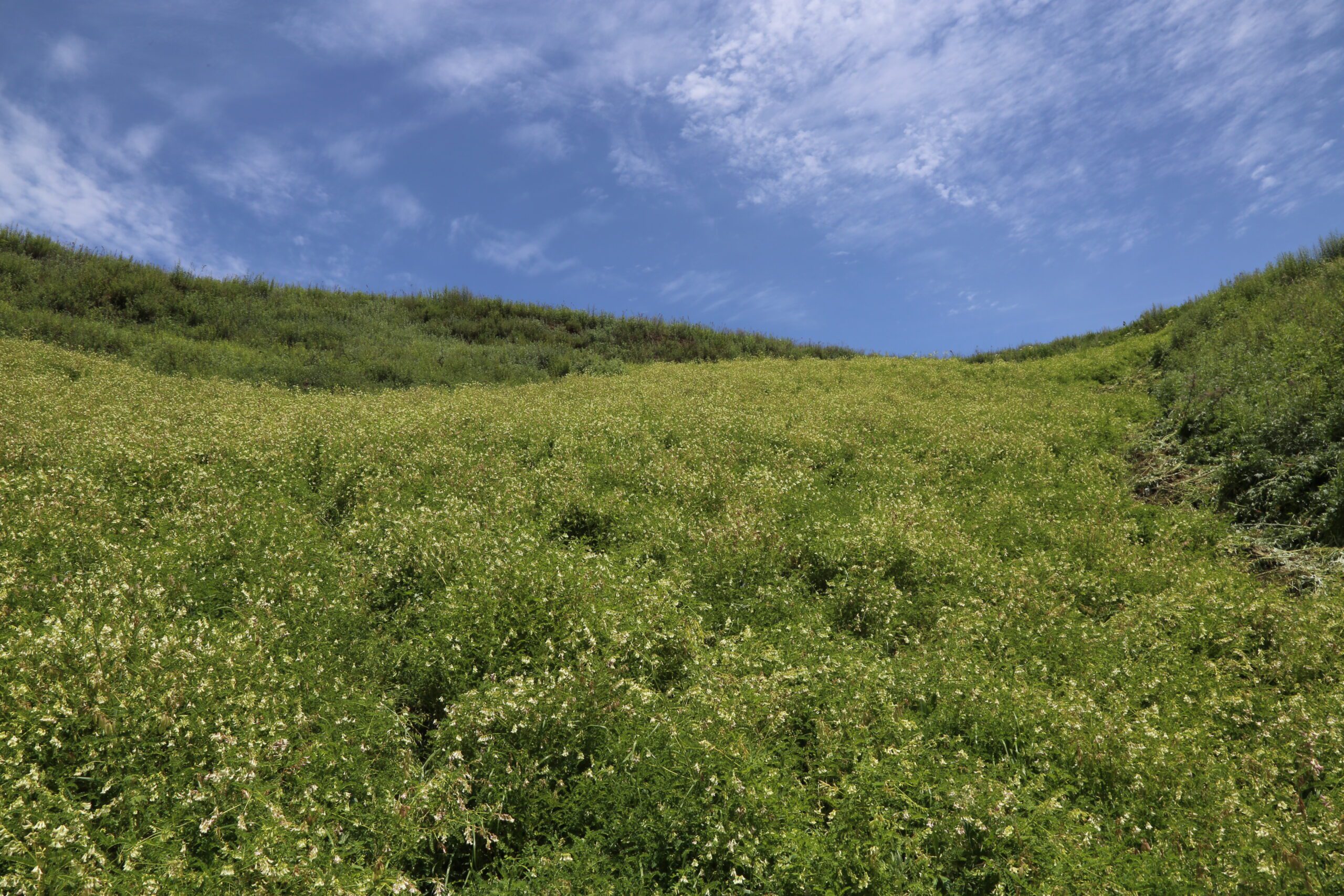 Organic Herb Astragalus