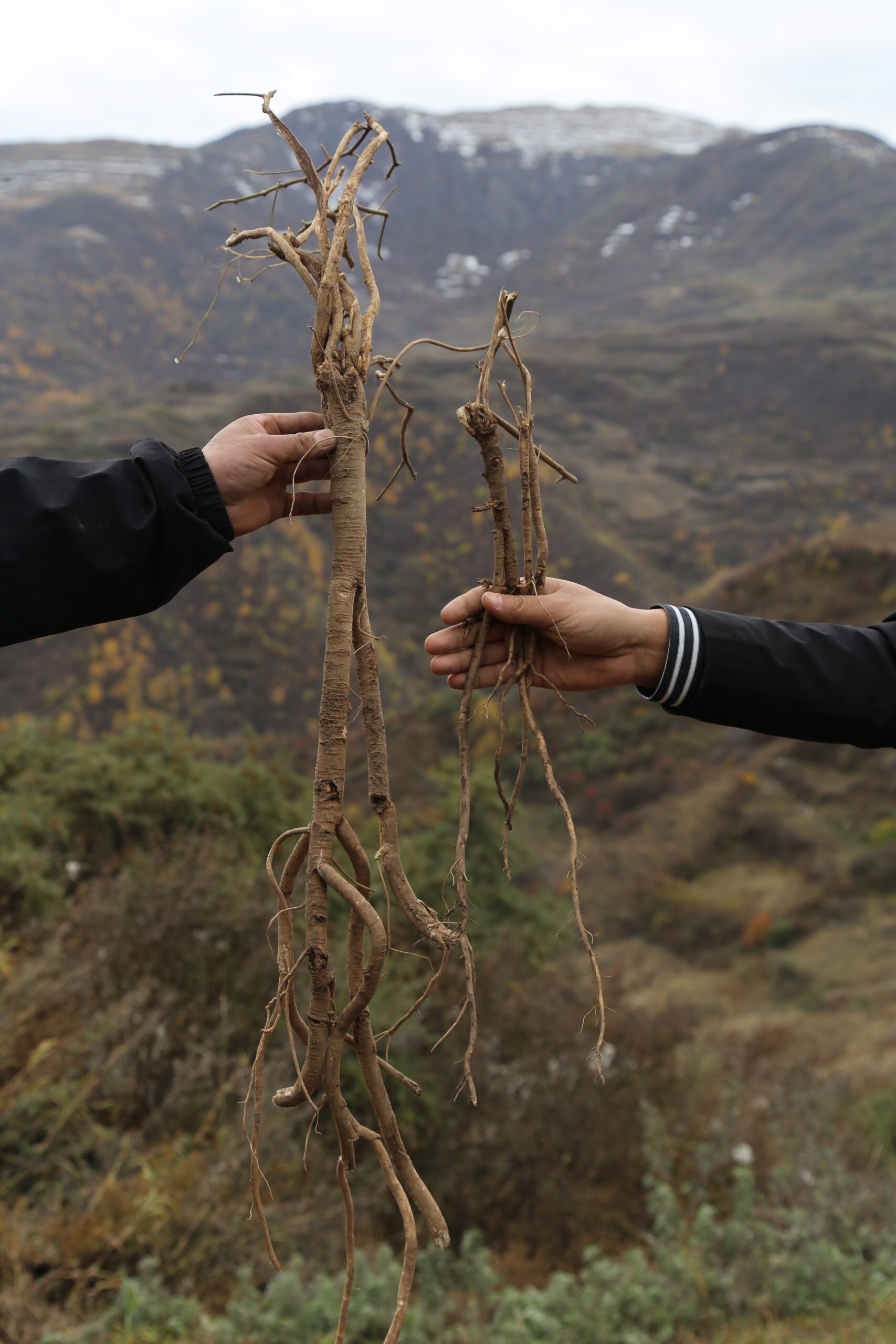 WildGrownHerbs-Bravo Tea