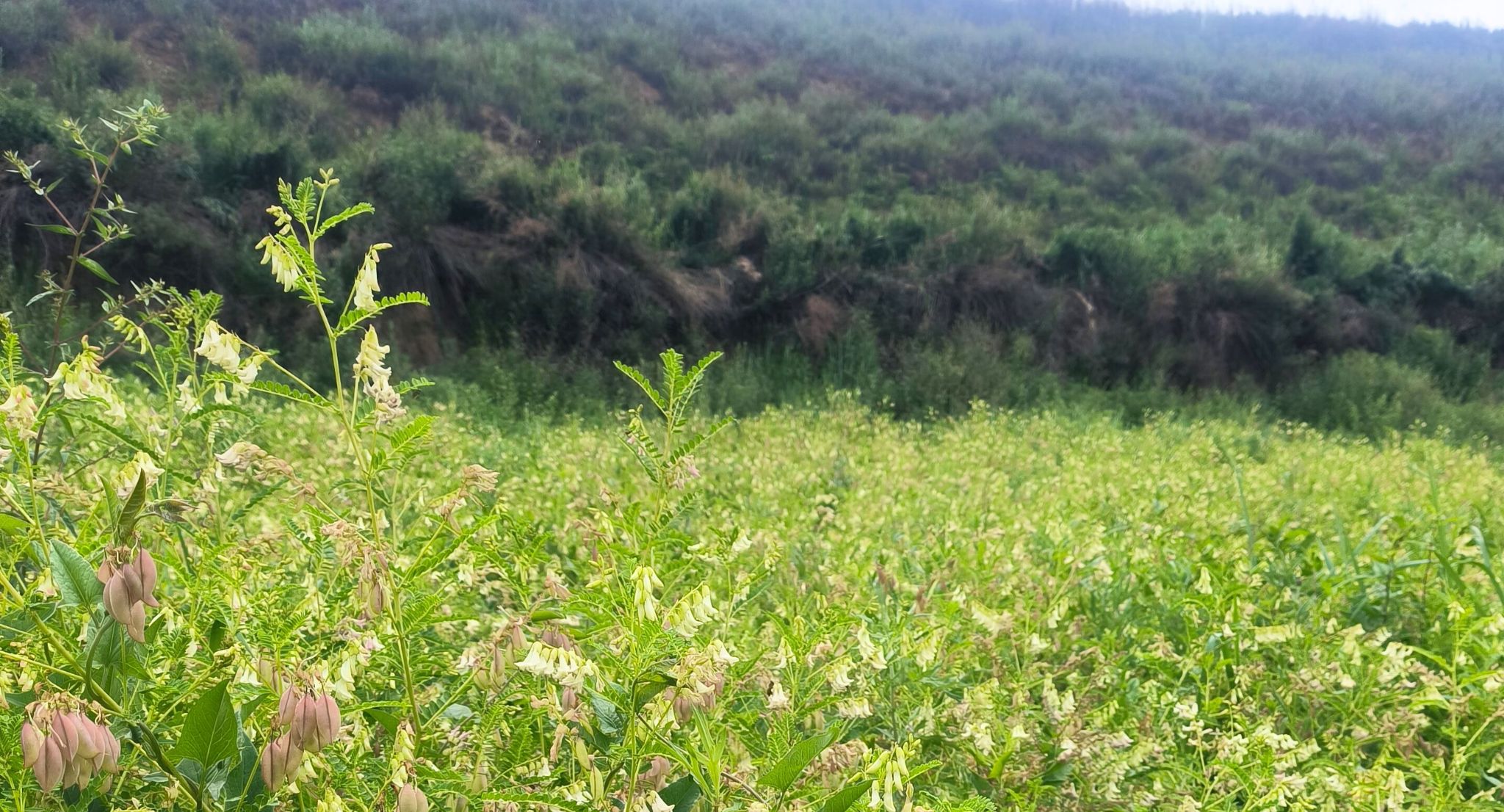 Astragalus Herb-Flowers